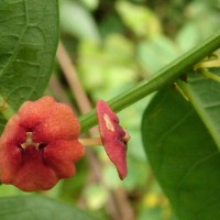 Phyllanthus androgynus (L.) Chakrab. & N.P.Balakr.